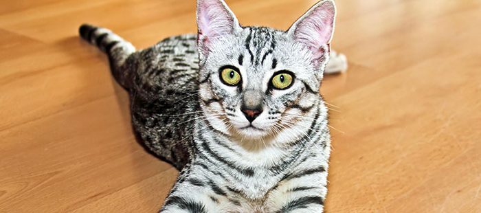 Dile no a los malos olores en la caja de arena de tu gato