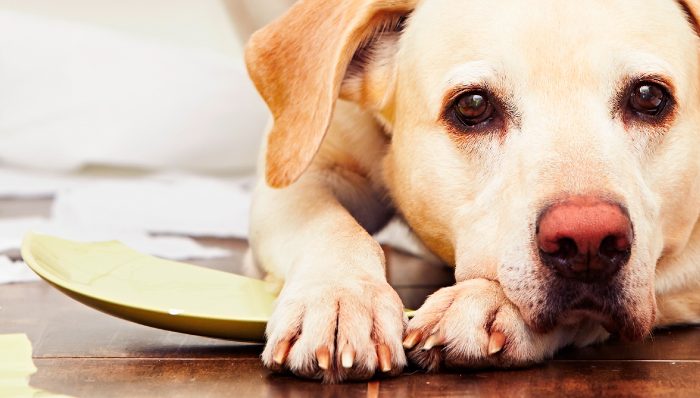 ¡Ayuda! A mi perro no le gustan las visitas, ¿Qué hago?