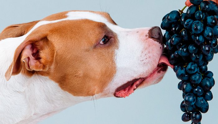 ¿Mi perro puede comer uvas?