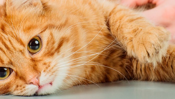 Guía para entender la castración en gatos