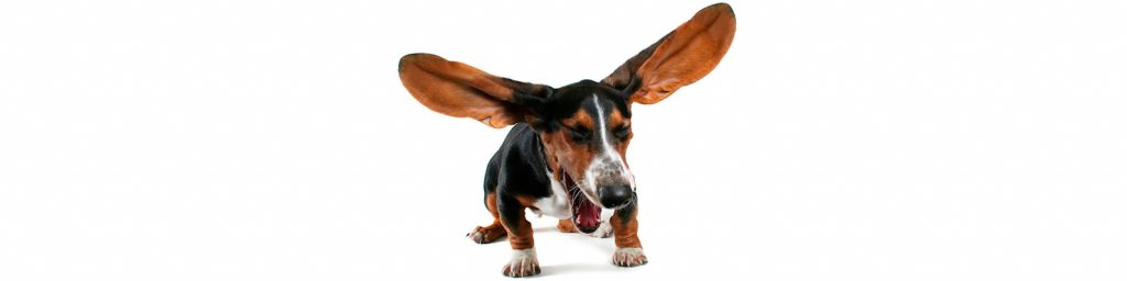El estornudo inverso en perros es una condición más común en las razas braquicefálicas. Aquí te explicaremos cómo manejar en casa estos episodios