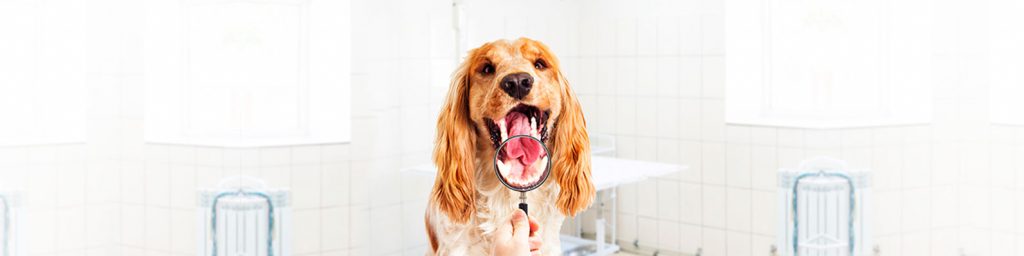 La higiene dental en perros debe cuidarse regularmente. No solo evita problemas de olores, también la proliferación de enfermedades que afectan la salud de tu mascota.