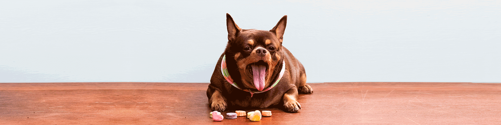 La obesidad en mascotas puede ser un inconveniente en época de cuarentena debido a la reducida actividad física. Vigila su dieta para mantenerlo saludable.