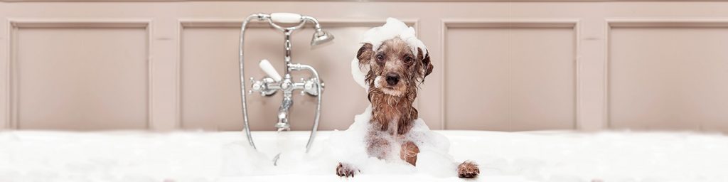 Un buen shampoo para perros, paciencia y amor es todo lo que necesitas para cuidar de tu engreído en esta cuarentena. Conoce los productos que Hydra y Beeps tienen para ti.