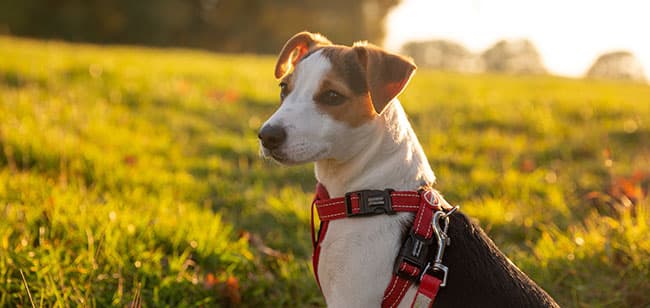 Jack Russel Terrier