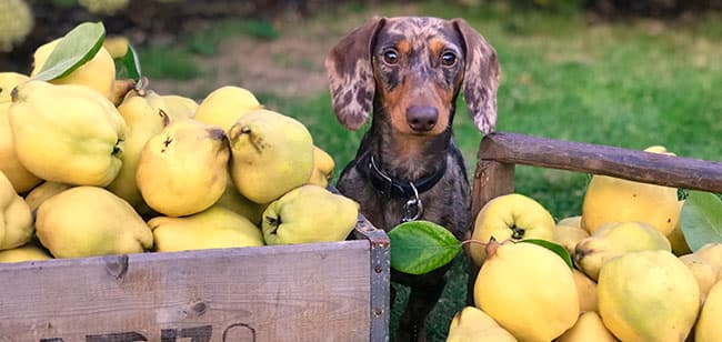 Frutas cítricas para tu perro, la mejor alternativa en verano