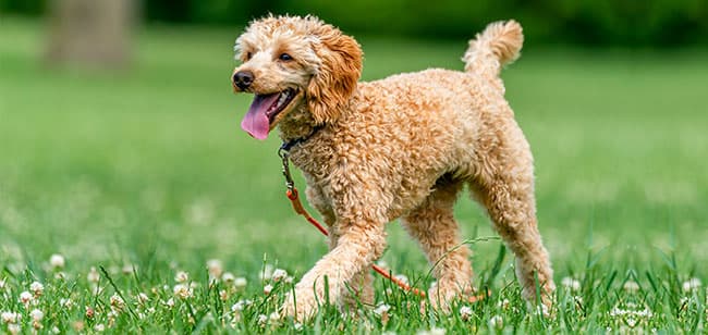 Caniche o poodle: todo lo que debes saber sobre ellos