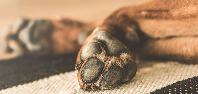 Consejos para mantener las patas de tu perro siempre limpias y saludables