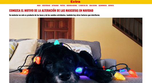 Juegos pirotécnicos: todas las precauciones a tomar con tus mascotas