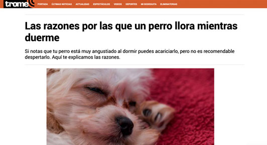 Las razones por las que un perro llora mientras duerme