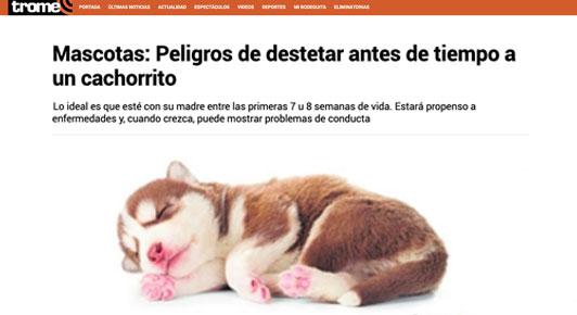 Peligros de destetar antes de tiempo a tu cachorrito