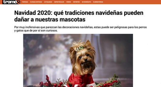 Navidad 2020: ¿qué tradiciones navideñas pueden dañar a nuestras mascotas?