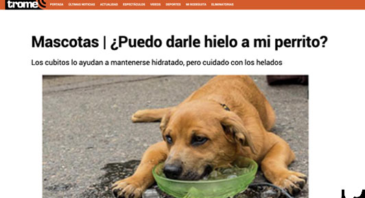 ¿Puedo darle hielo a mi perro?