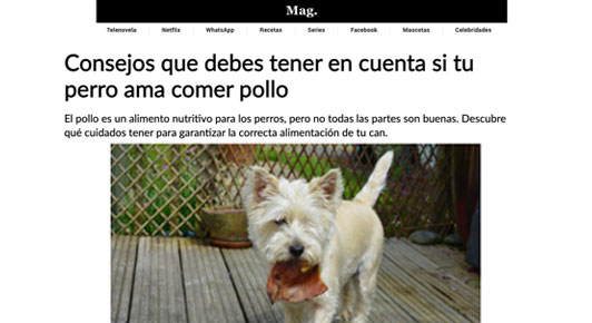 Consejos que debes tener en cuenta si tu perro ama comer pollo