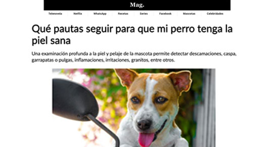 ¿Qué hacer para que mi perro tenga la piel sana?