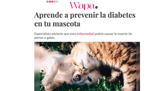 Diabetes en mascotas: un problema que afecta muchos a engreídos
