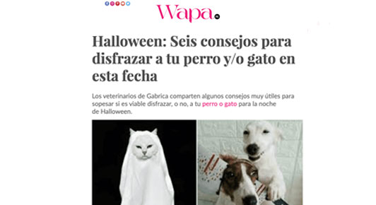 Seis consejos para disfrazar a tu perro y/o gato en esta fecha