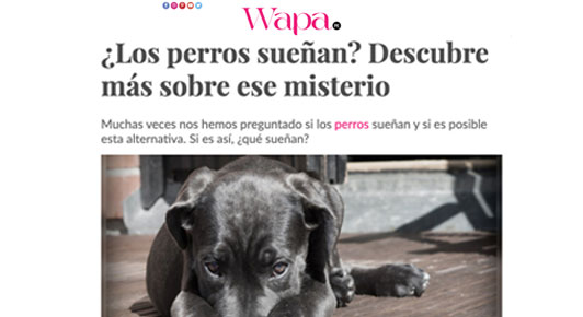 ¿Los perros sueñan? Descubre más sobre ese misterio