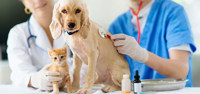 Conoce de la mano de los mejores especialistas de Gabrica, el diagnóstico de la enfermedad renal crónica en mascotas