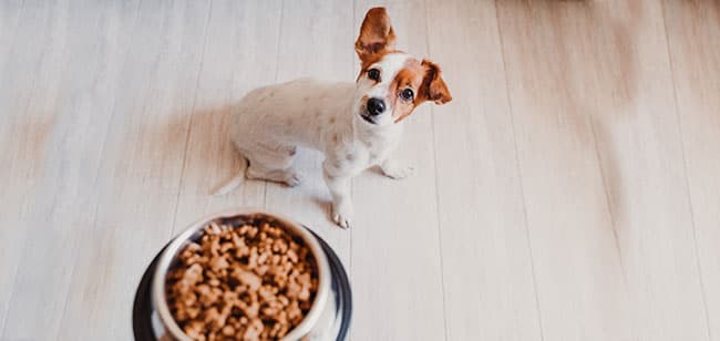 Perro no quiere comer