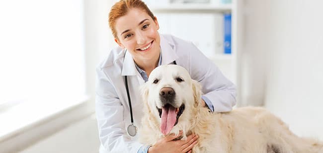 artrosis en caninos