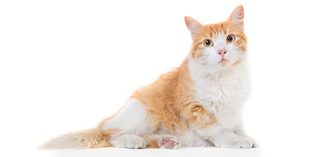 cortan las uñas a un gato