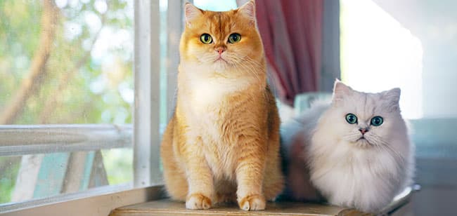 artritis en gatos