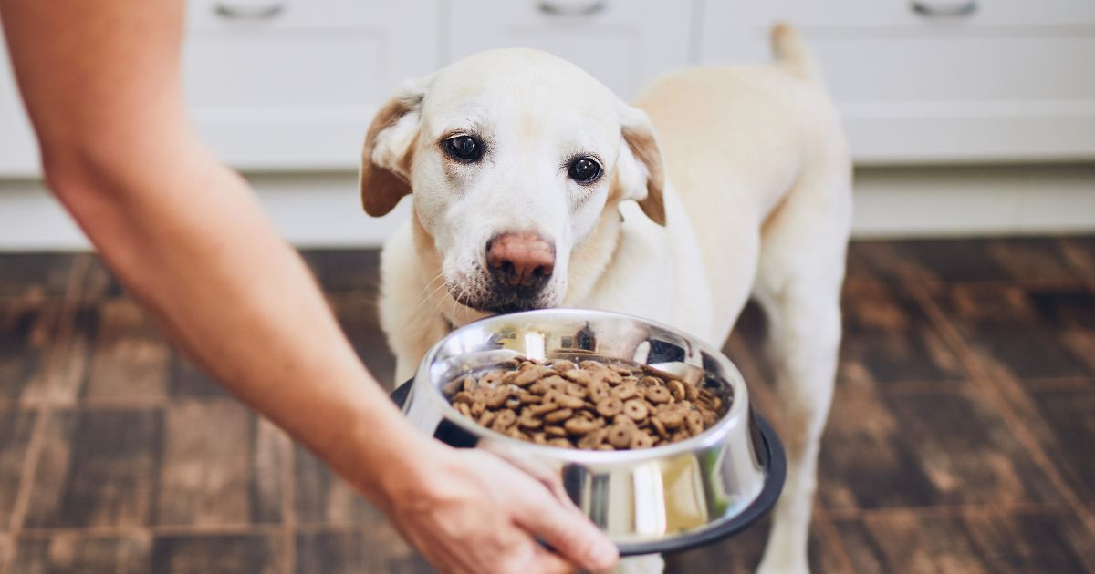 perro no come: conoce algunas de las causas más comunes y cómo ayudarlo Padre de Mascota