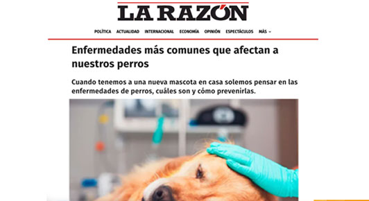 Enfermedades más comunes en perritos