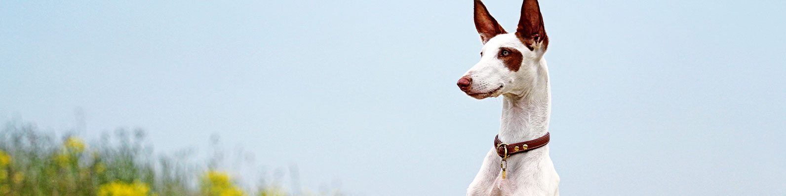 Perro peruano y sus beneficios para personas con asma