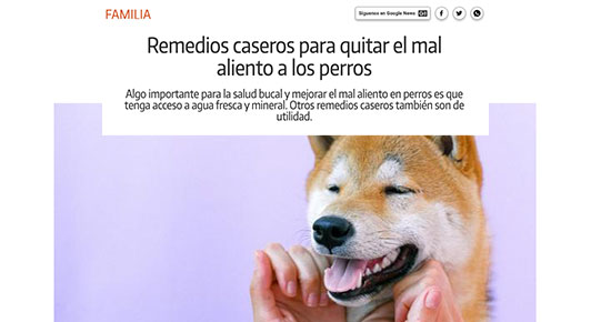 Perrito con mal aliento, ¿qué hacemos?