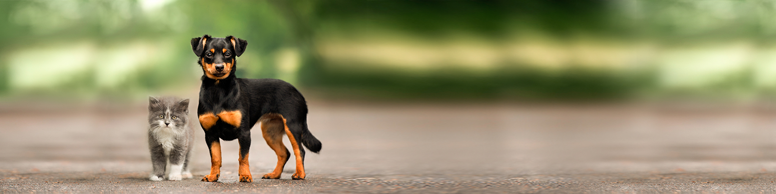 Todo lo que debes considerar antes de adoptar una mascota