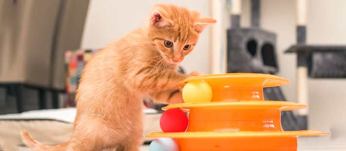 Los mejores juguetes para gatos deals