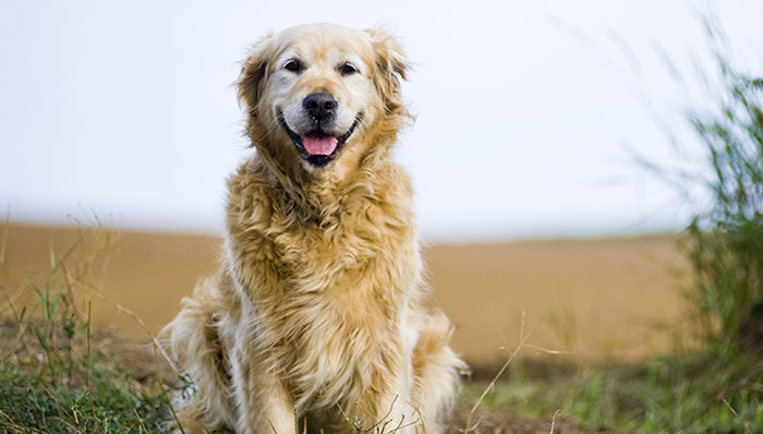 ¿Cuál es la mejor comida para perros adultos mayores?